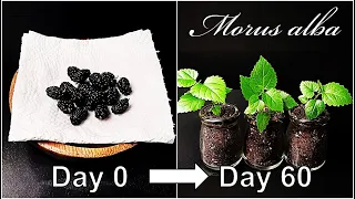 How to grow Mulberry｜Growing Mulberry tree｜Germination of Mulberry｜How to grow #47 Mulberry｜Eng Sub