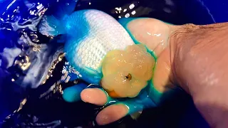 Dyeing my pet goldfish blue