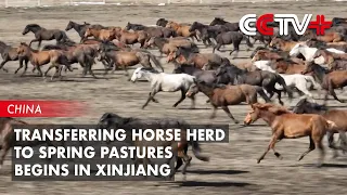 Transferring Horse Herd to Spring Pastures Begins in Xinjiang