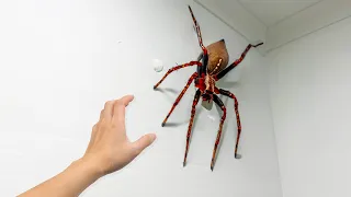 he shouldn't have grabbed the SPIDER..