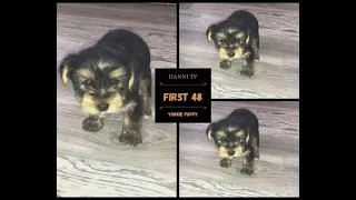 FIRST 48 HOURS W/ A NEW YORKIE PUPPY!! GOOD BAD & UGLY!! | DANNI TV