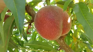 Персик Франкойз (Франсуазе) . Peach Francoise. Очень ранний, качественный персик. Сигнальные плоды.