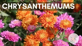 Fall Chrysanthemum Bouquet Growing Flowers Gardening for Beginners Cut Flower Farm Easy to Grow