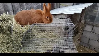 Откормочная клетка для одного кролика//Жизнь в деревне !!!