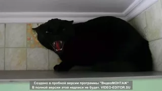 Очень Злые Коты!