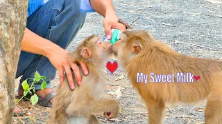 Amazingly! The Most Sweetest Video Monkey SASHA Asking Some Milk Drink With MOKA So Sweetie | Kiss💋