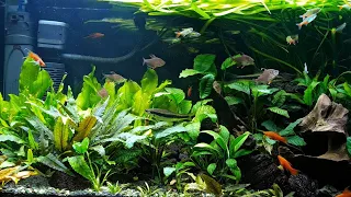 Panagbenga but no flowers. Planted Community Aquariums.