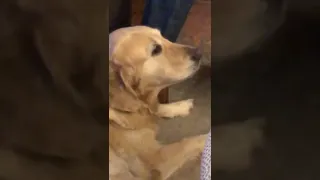 Dog sings blues