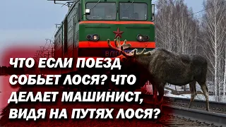 Что будет если поезд собьет лося? Что делает машинист, если видит животное на путях?