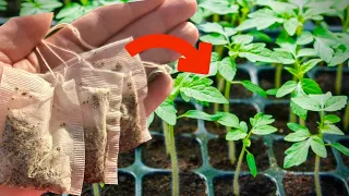 TOMATOES will be 300% bigger if you do this! Seedlings thicker than a little finger