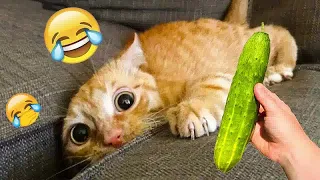 😸🐕 Funniest Cats and Dogs 😹😍 New Funny Animals 2024 # 59