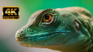 Reptiles 4K VIDEOS | 4K Videos Ultra HD | 4K HDR ★5