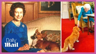 4 minutes of the Queen being delighted by corgis and other cute dogs