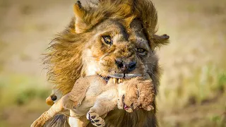 Lion Cubs Are The Pride's First Enemy