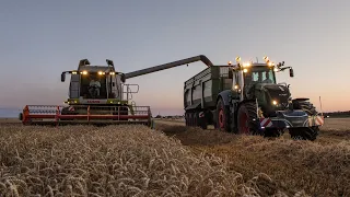 Żniwa 2022 - Claas Lexion 540 | Fendt 826, 824, 716