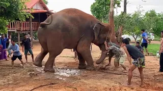 Слониха рожает мамонтенка🐘