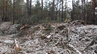 Кража сосен | Theft of pine trees