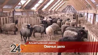 В Альметьевском районе появилась овечья ферма