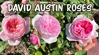 These David Austin Roses Are Blooming Beautifully! 🌹