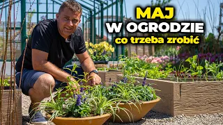 Maj w ogrodzie. Ziołowe doniczki. Jak przyciąć tulipany