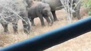 elephant attack in wasgamuwa national park srilanka