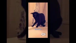 Funny cat memes part 2 (not mine)