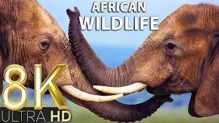 African Wildlife in 8K TV HDR 60FPS ULTRA HD | Discover Wild Nature | 8K NATURE | RELAXATION MUSIC