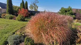 Мискантусы - удачные растения для осеннего цветника