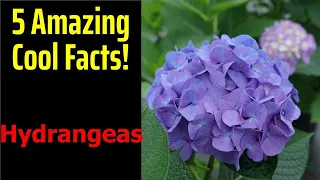 5 Fascinating Facts About Hydrangeas