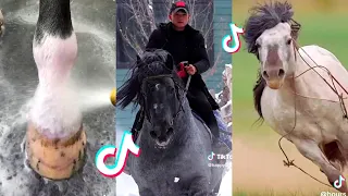 The Best HORSE TikTok Compilation 2023 #38