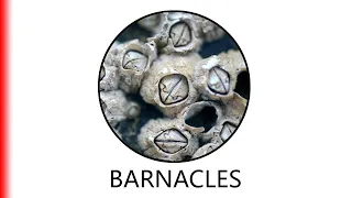 BARNACLES.