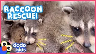 Tiny Raccoon Babies Are Stuck Inside A Wall | Animal Videos For Kids | Dodo Kids