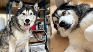 Taking My HUSKY To WORK Was A MISTAKE!