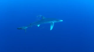 Blue Sharks in the Azores