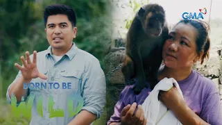 Macaque in Pampanga shows signs of aggression | Born to be Wild