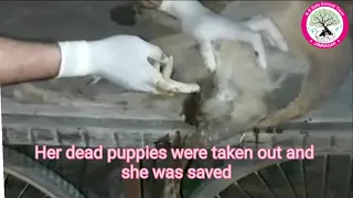 Dead puppies trapped in mother's stomach 💔