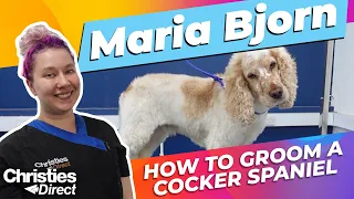 Maria Bjorn: How to Groom a Cocker Spaniel