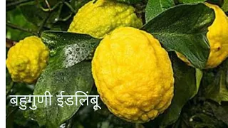 ईडलिंबू चे फायदे ऐकून तर तुम्ही थक्कच व्हाल...!! l rough fruit🍋 l किडनी स्टोन ३ दिवसात गळून पडेल