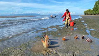 Catching Many Huge Mud Crabs In Sea After Water Low Tide