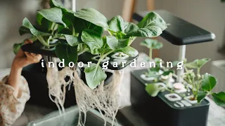 #41 Growing Vegetables 🥬 Indoors Without Soil Nor Sun | Hydroponic Gardening