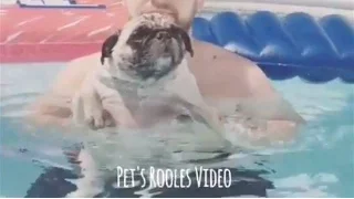 Swimming Pug. Super Cute and Funny. Плавающий Мопс.