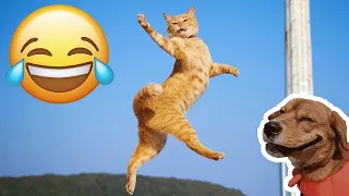 Funniest Animals 😄 New Funny Cats and Dogs Videos 😹🐶 Part 45