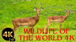 Wildlife of the World 4K |Scenic Animal Film With Inspiring Music| Look4K