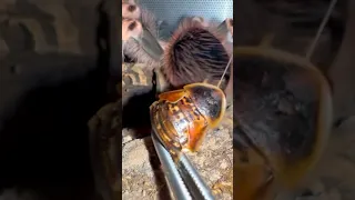 Vogelspinne dreht durch 🤯 #animals #trending #trendingshorts #spider #tarantula #feeding