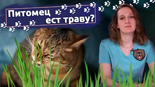 Рассказывает ветеринар: Зачем собака или кошка ест траву?