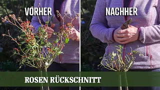 Rosen Rückschnitt - Wie und Wann beschneidet man Strauch und Stammrosen richtig?