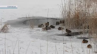 Рятувальники попереджають: крига на ставках ще не достатньо міцна!