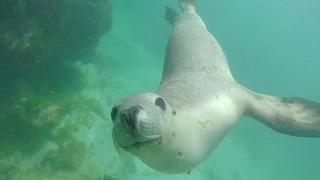 Freediving with a baby Sea Lion - Perth, Western Australia - GoPro Hero4