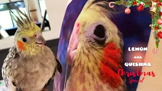 Birds Got Surprised by Seeing Themselves on Their Christmas Presents