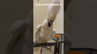 Coco the umbrella cockatoo is saying hello and dancing 👯‍♀️